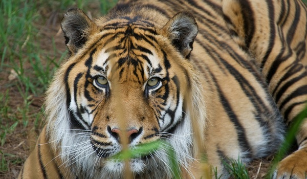 tigre