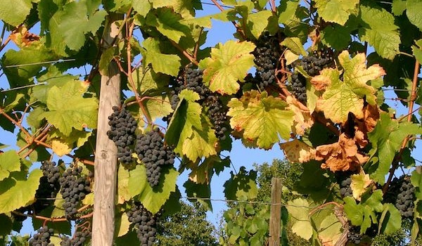 Grape-vine11