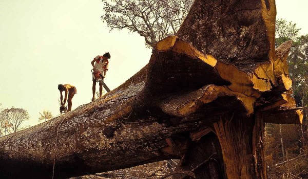 amazon-deforestation-ricardo-funari