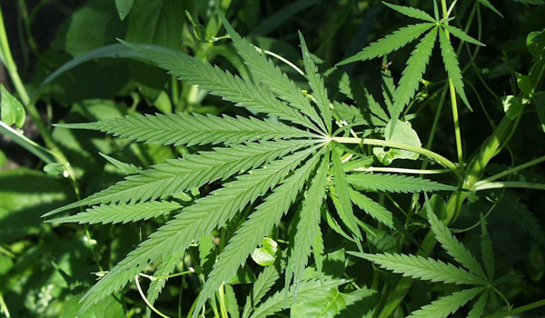Marijuana