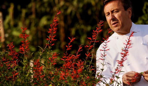 Chairman of the Bocuse d'Or , Chef and restaurant owner Daniel Boulud is seen before the harvesting of the White House Kitchen Garden October 20, 2010 on the South Lawn of the White House in Washington, DC(Pictured: Daniel Boulud)Photo by Olivier Douliery/ ABACAUSA.com
