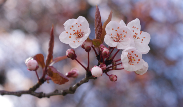 Cherry_blossoms_in_Vancouver_3_crop
