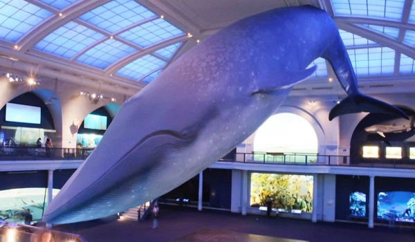 BLUE WHALE-2