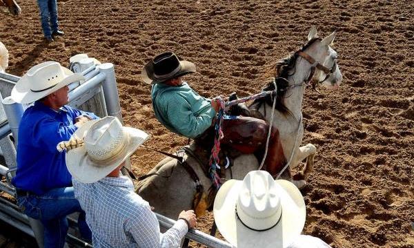 rodeo