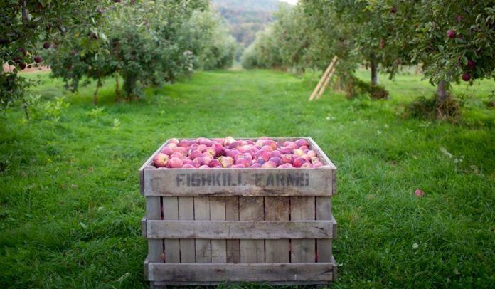 pommes