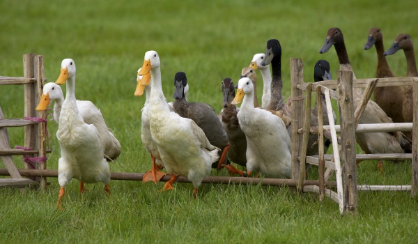 qwack