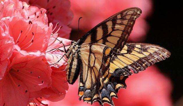 Papillon