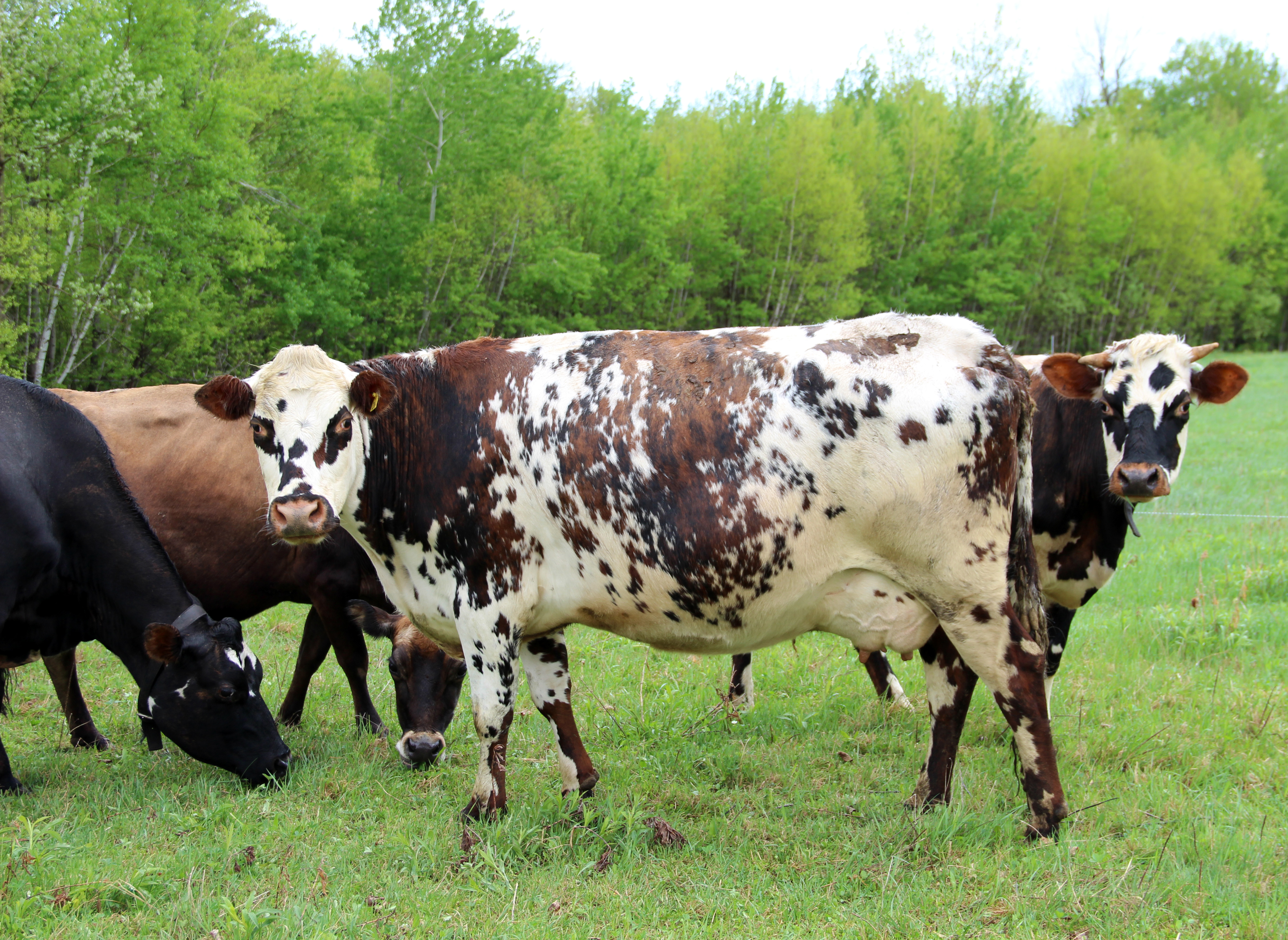 La vache Canadienne : la seule race laitière développée en Amérique du Nord  - La Terre de chez nous