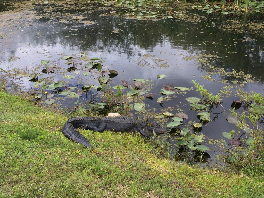 Alligator dans les Everglades. Photo CB.