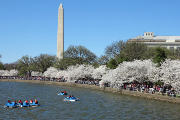 Cherry Blossom a Washington