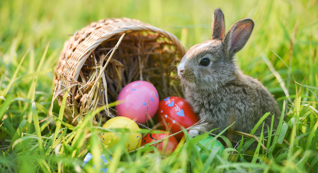 Pourquoi le lapin symbolise-t-il Pâques aux États-Unis? - French Morning US