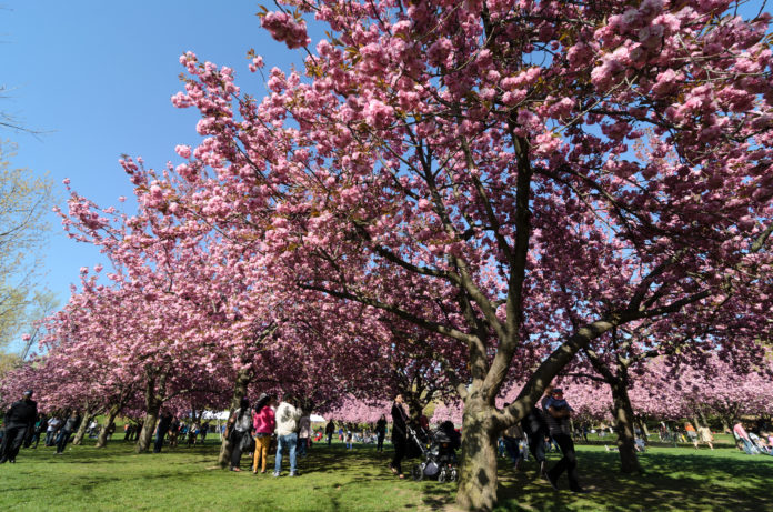 Cherry Blossom in New York