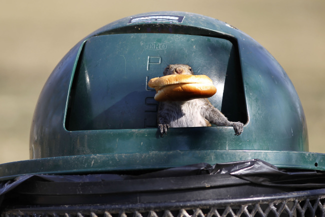 A squirrel found an entire fast food meal in a trash can in Woodland Park in Lexington, Kentucky, Thursday, February 17, 2011. The squirrel climbed inside the can and came out with the remains of a fish sandwich. (Charles Bertram/Lexington Herald-Leader/MCT)