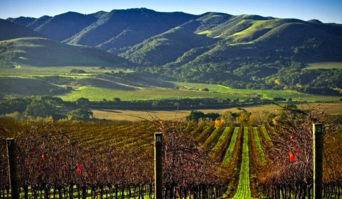 los olivos