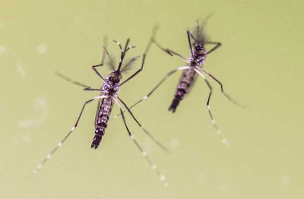 Yellow fever mosquito carries the Zika virus