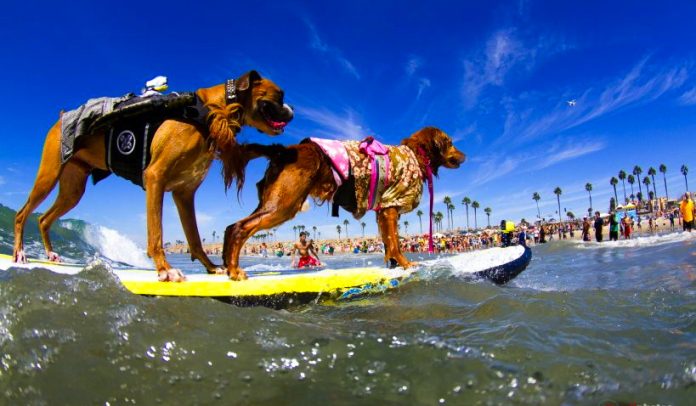 un-tandem-surf-dog