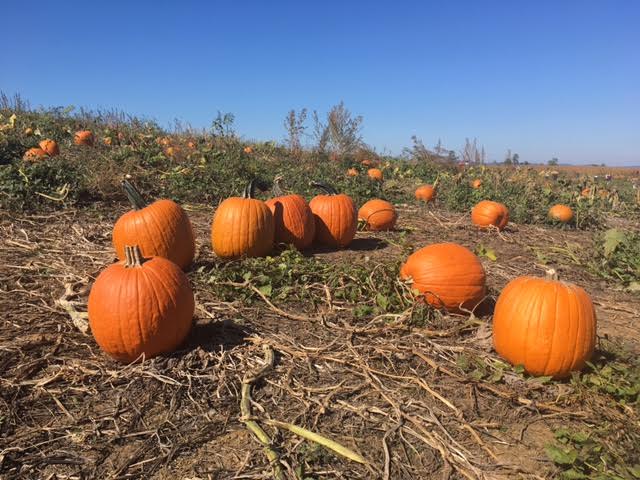 Jumbo's pumpkin Patch dans le maryland