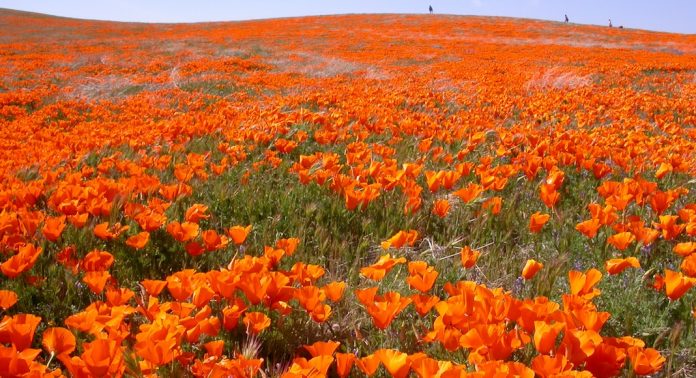 blossom Poppy reserve