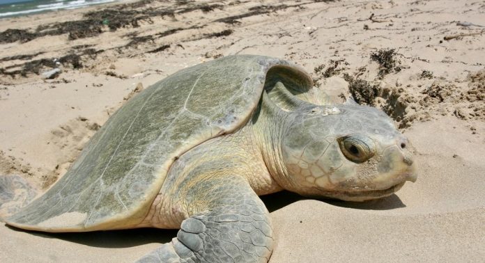 Ponte des tortues Floride Ponte des tortues Floride