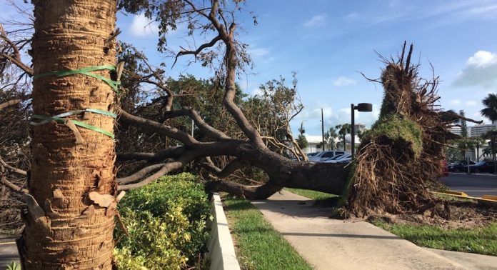 irma floride arbre arrache