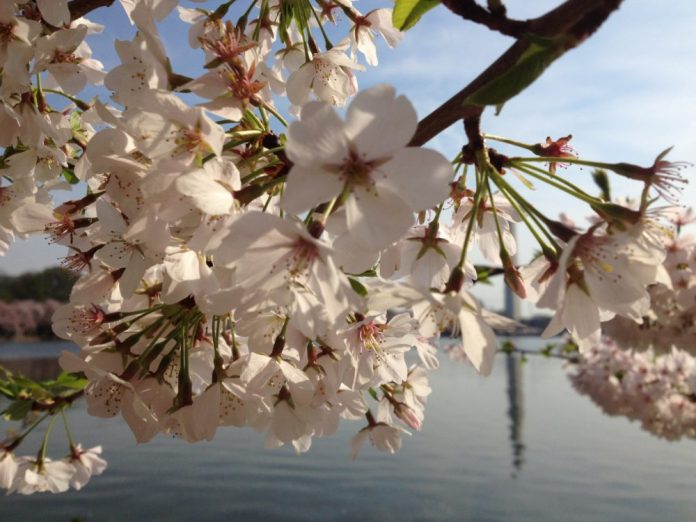 Comment Profiter Du Cherry Blossom 2018 à Washington