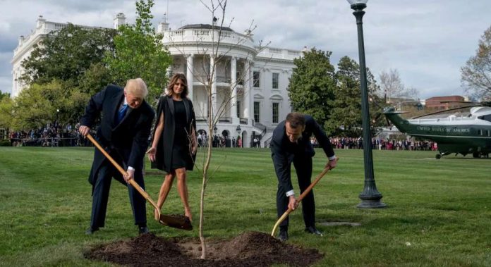 TrumpMacronArbre
