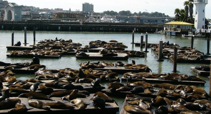 Phoques Pier 39