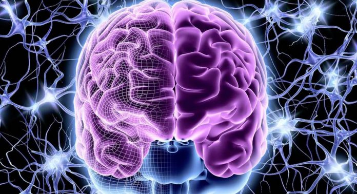 Cerveau Bilingue