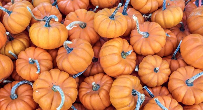 Citrouilles Les citrouilles pour Halloween