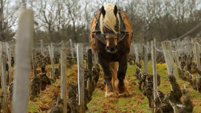 TV5Monde-maitres-vin-