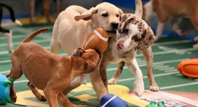 Puppy Bowl Watch Party