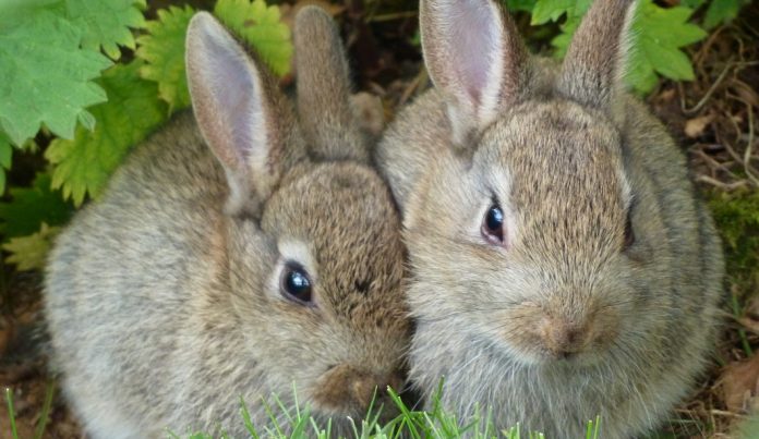 lapins