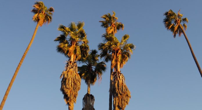 palmier a los angeles