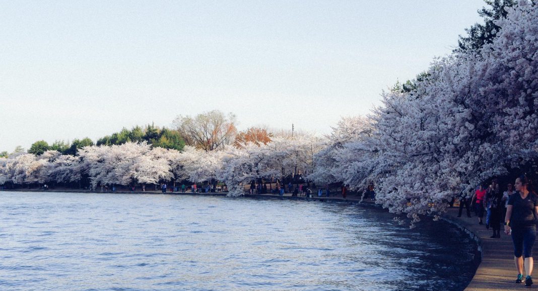 Le Tidal Bassin est le lieu privilégié des amoureux des fleurs de cerisiers.