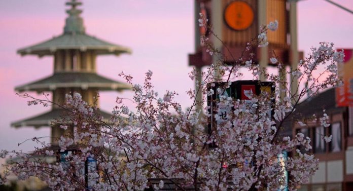 Northern-California-Cherry-Blossom-Festival-1