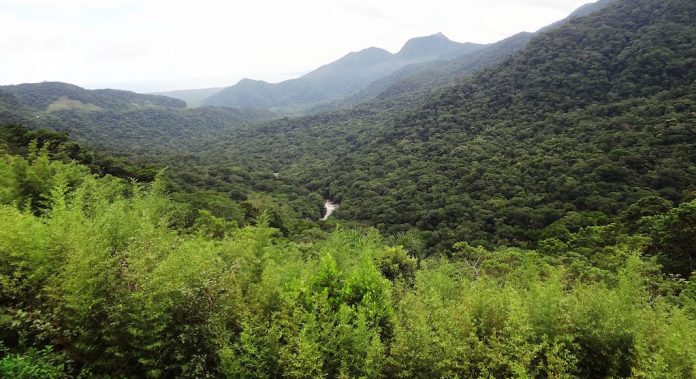 atlantic-forest-646566_1280