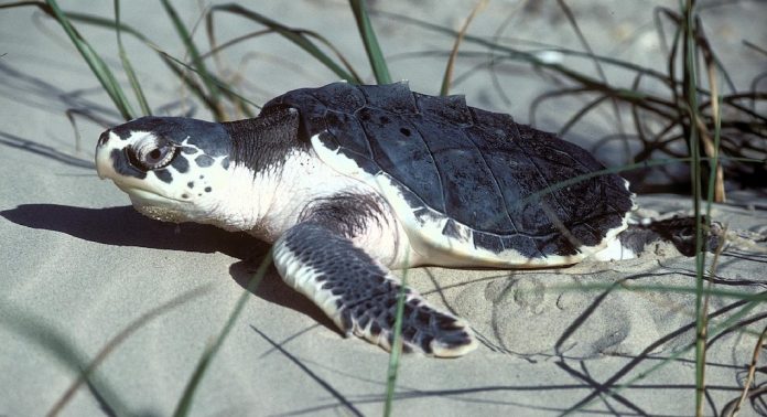ponte tortues floride