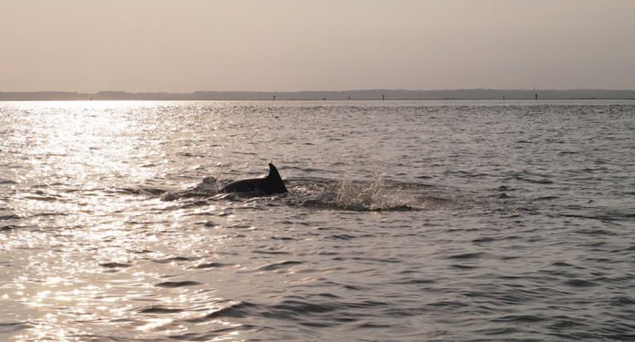 Un dauphin dans la baie de Chincoteague, dans le Maryland.