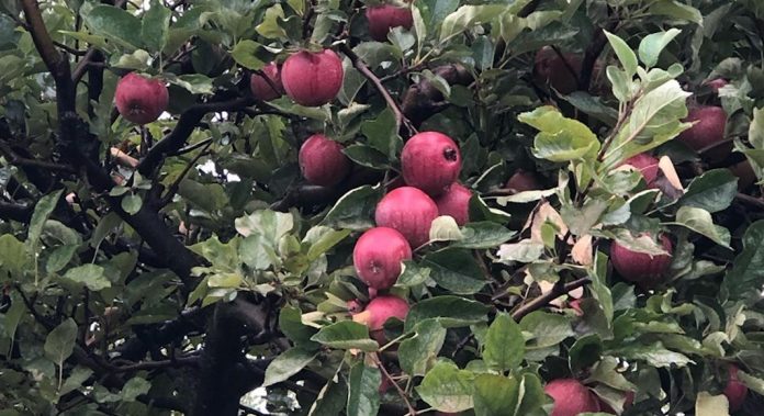 apple willowbrook