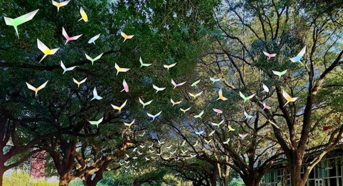 oiseaux photos