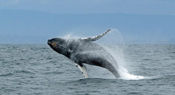 photo-baleine1