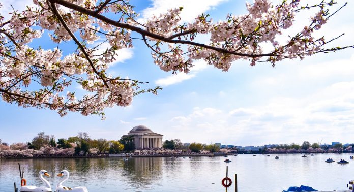 cherry blossom