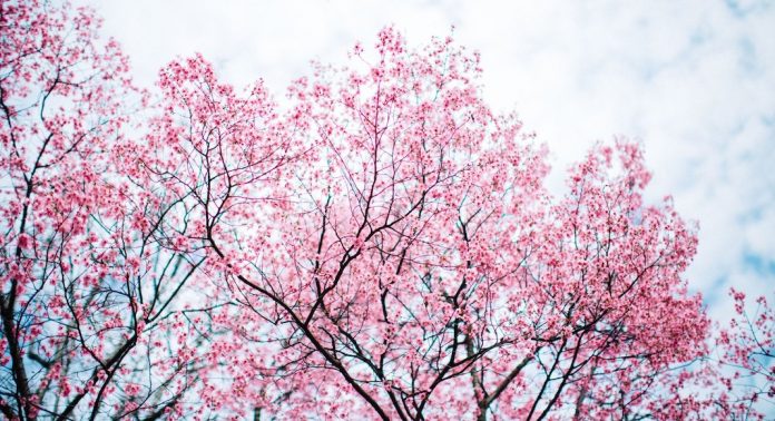 floraison arboretum