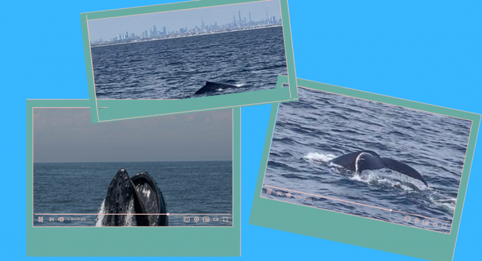 Baleines à New York