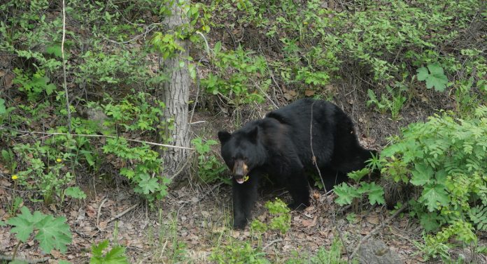 ours