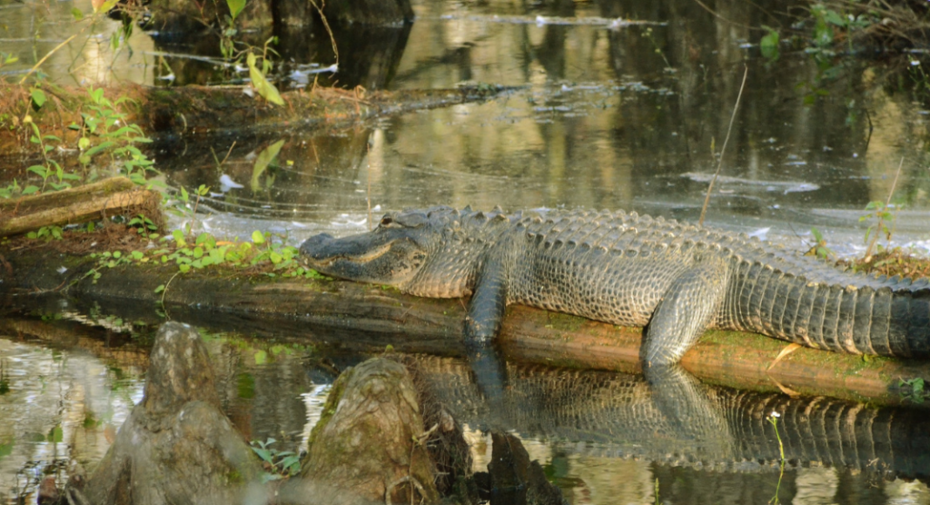 Alligator parc national des Everglades