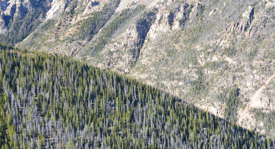 Limite de séparation des arbres parc national Rocky Mountain