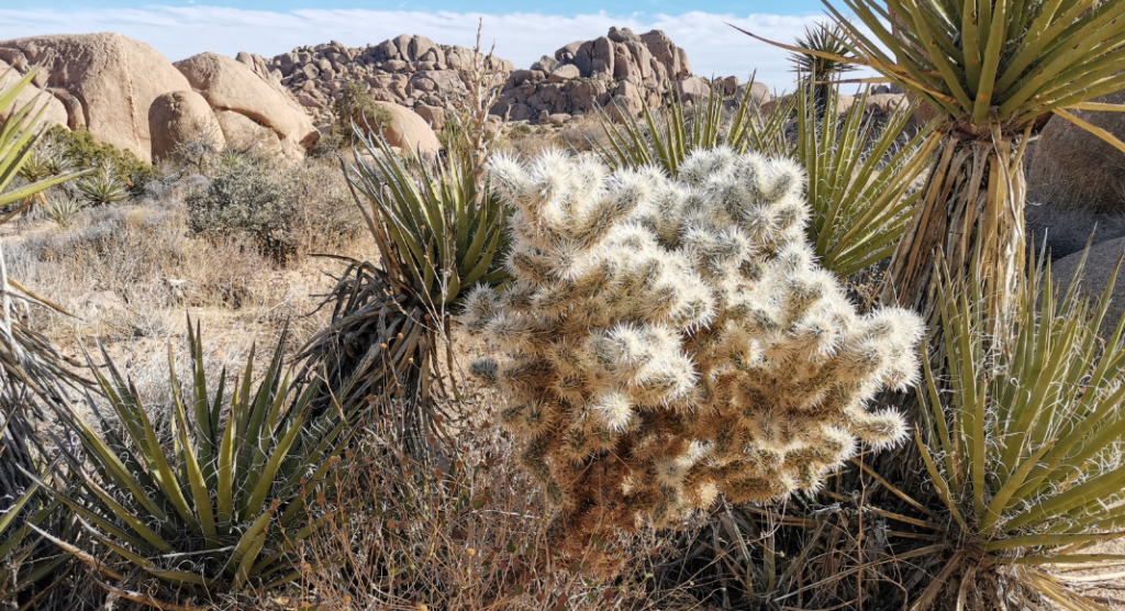 Cactus en fleurs parc national de Joshua