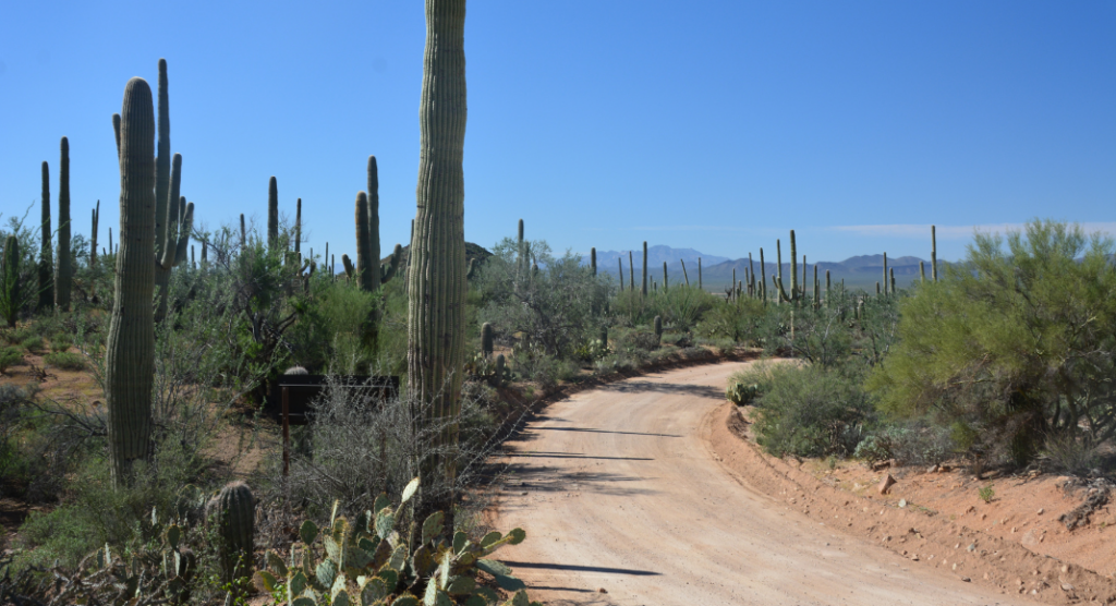 route cactus saguaro