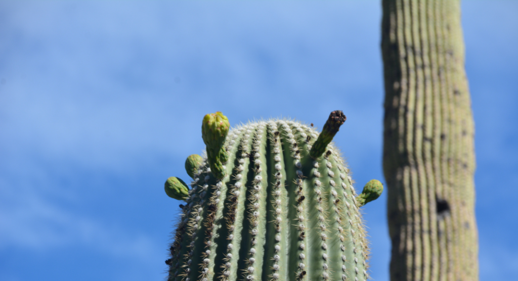 gros plan saguaro